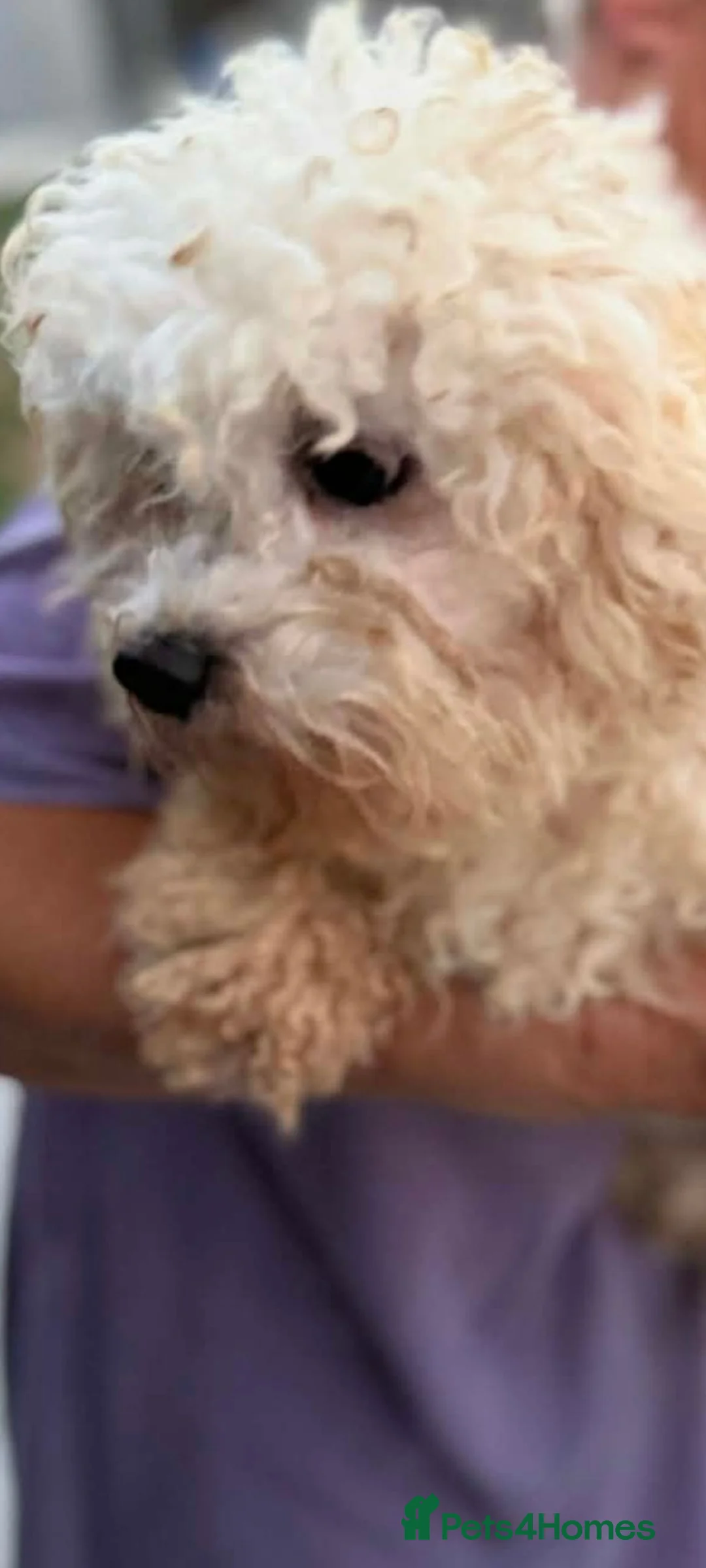 Bichon Frise dogs for adoption: Snowball 3kg male  in Leicester - Advert 2