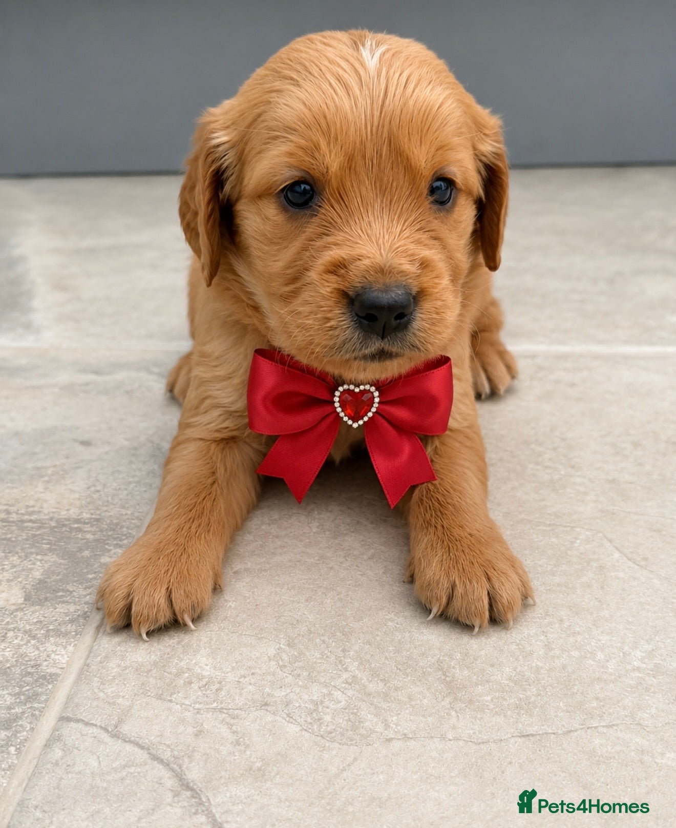 Golden Retriever dogs KC Dark Golden Retrievers 🧬 Health Tested Parents - Advert 1