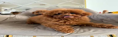 Toy Poodle 2