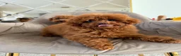Toy Poodle dogs for sale: Two Adorable Toy Poodles – One Boy & One Girl  - Advert 6