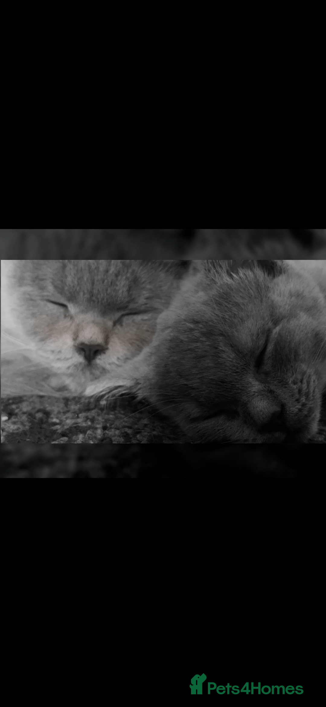 British Shorthair cats for sale: Beautiful BSH x Ragdoll x Bengal Kittens - Image 12