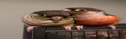 Conures birds for sale: Bonded pair of hand reared conures in Glasgow - Advert 5