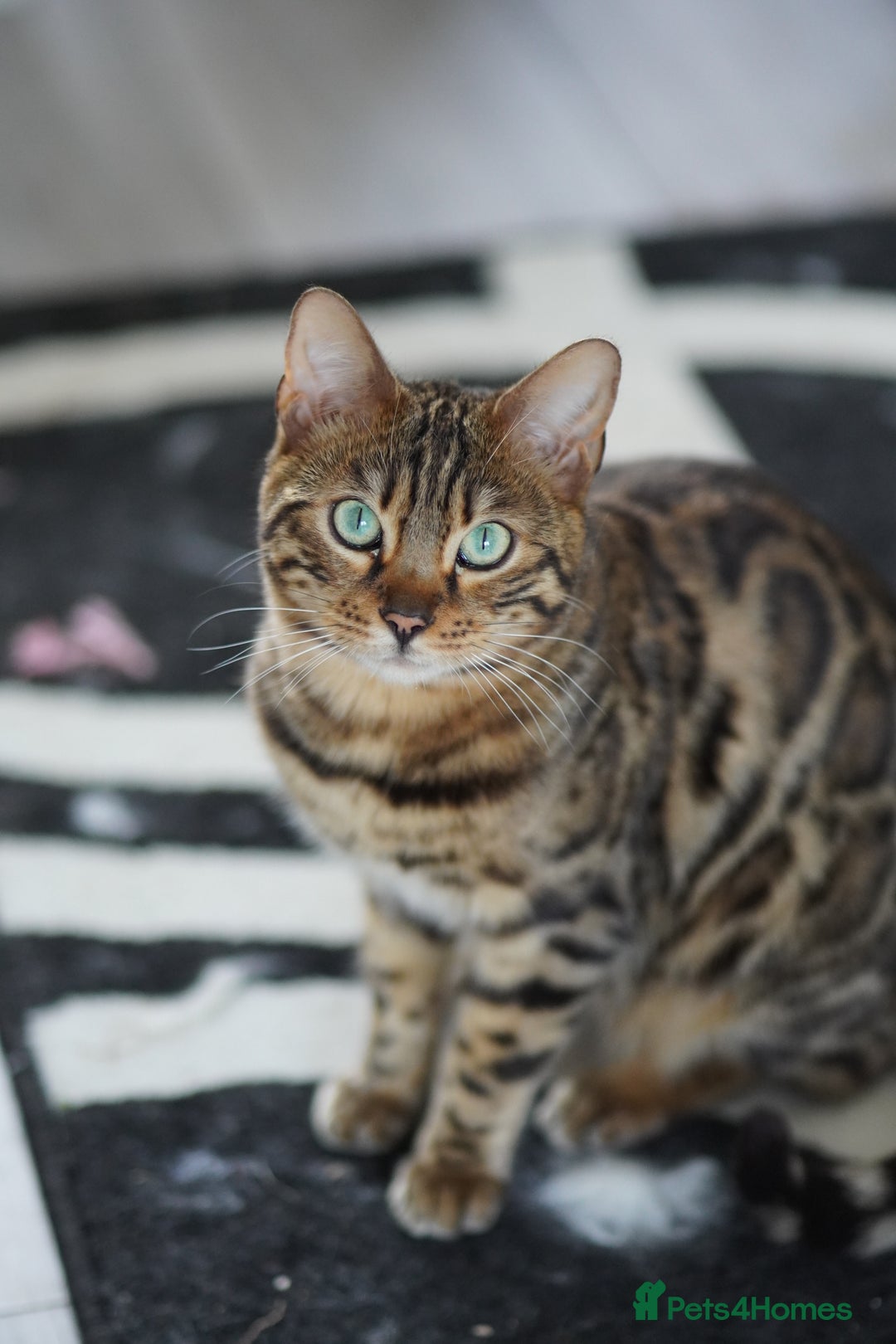 Bengal cats for sale: Bengal male  - Image 2