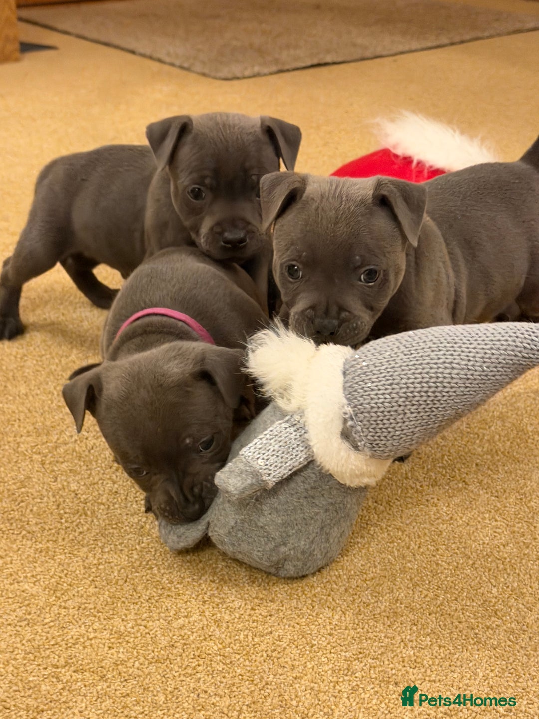 Staffordshire Bull Terrier dogs for sale: KC Registered/Health Tested Blue SBT Puppies - Advert 21
