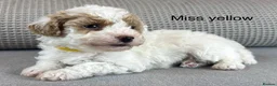 Maltipoo dogs for sale: BEAUTIFUL MALTIPOOS FROM DNA TESTED CLEAR PARENTS  - Advert 9
