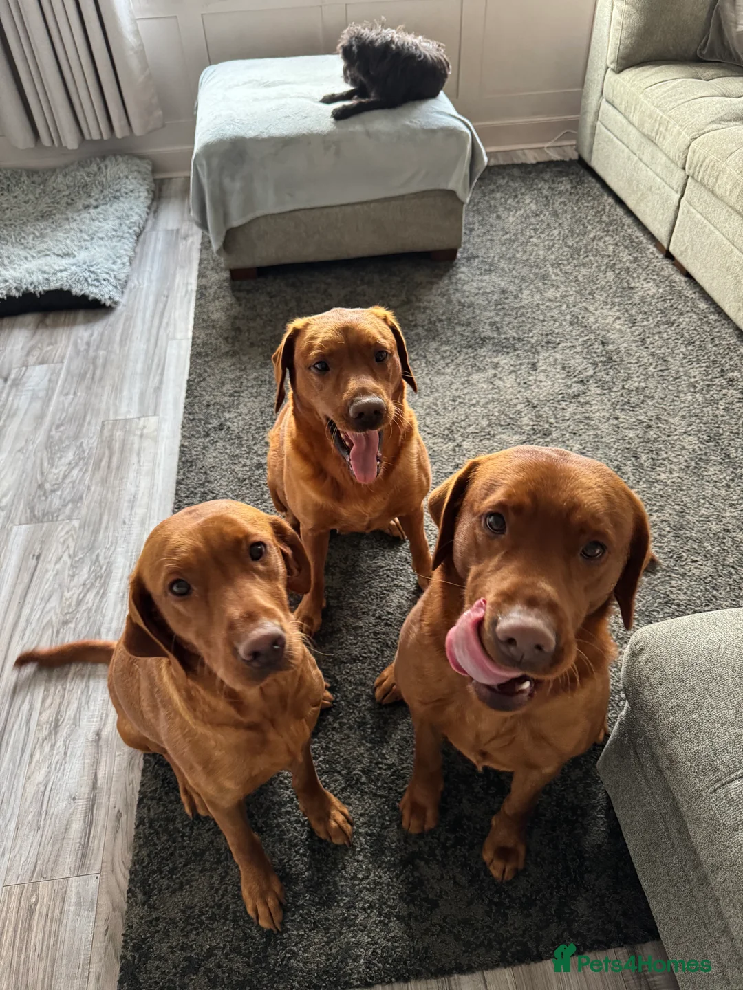 Labrador Retriever dogs for sale: KC Registered Fox Red Labrador Puppies  - Advert 8