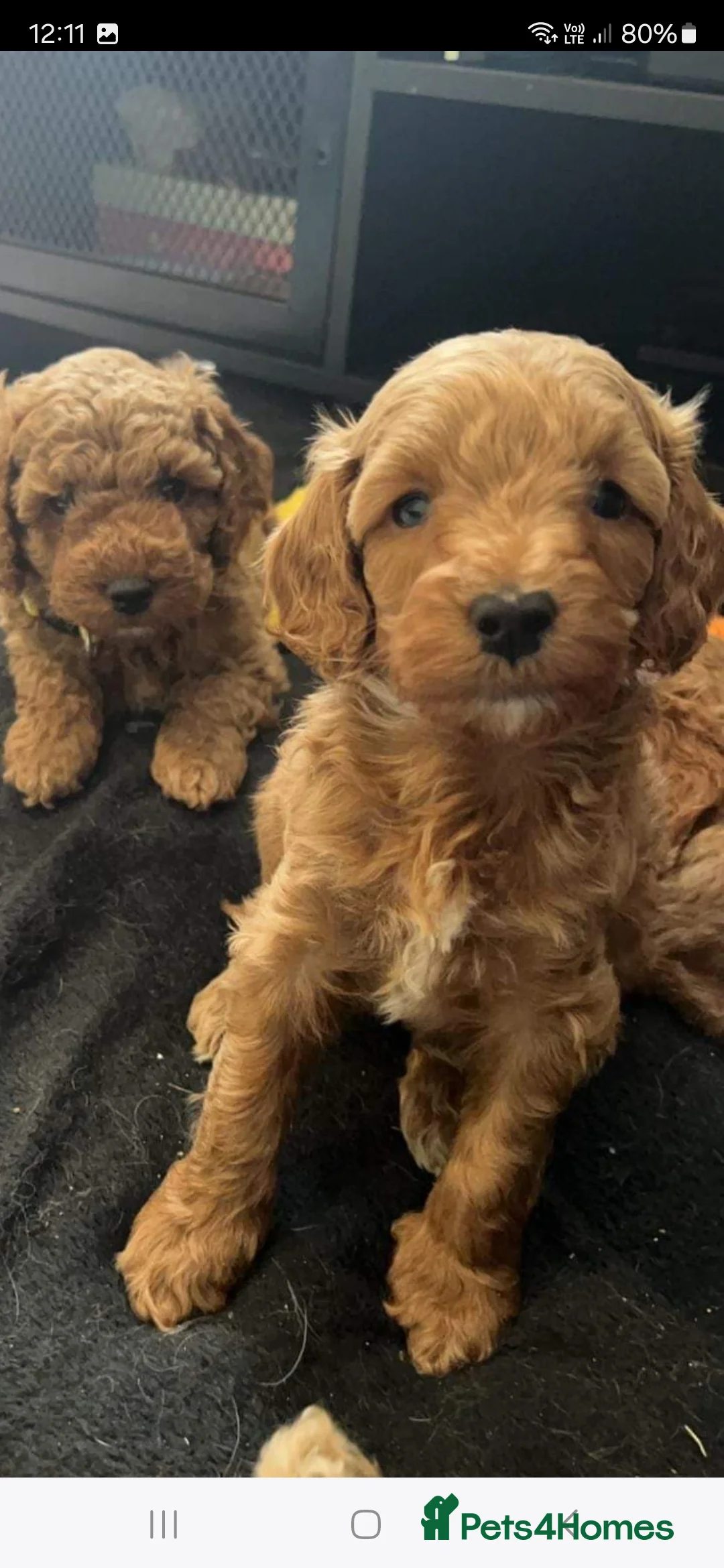 Toy Poodle dogs for stud: toy poodle short notice DNA clear PRA in Nottingham - Advert 14