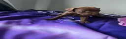 Patterdale Terrier dogs for sale: Patterdale terrier pups  - Advert 13