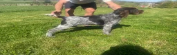 German Wirehaired Pointer dogs for sale: GWP STUNNING MALE PUPPY - Advert 6