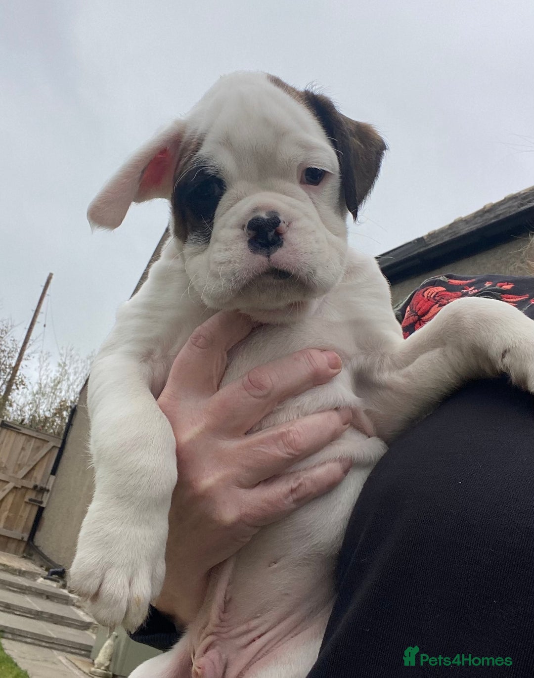 Boxer dogs for sale: Gorgeous Boxer Puppies  - Image 14