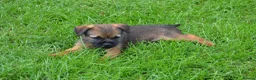 Border Terrier dogs for sale: Border Terrier Puppies - Advert 6