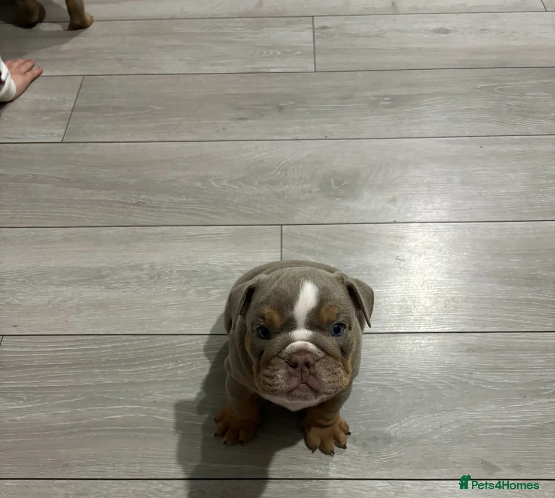 English Bulldog dogs for sale: English Bulldog puppies  - Advert 2