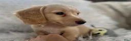 Miniature Dachshund dogs for sale: KC Longhaired Cream Miniature Dachshund Puppies - Advert 16