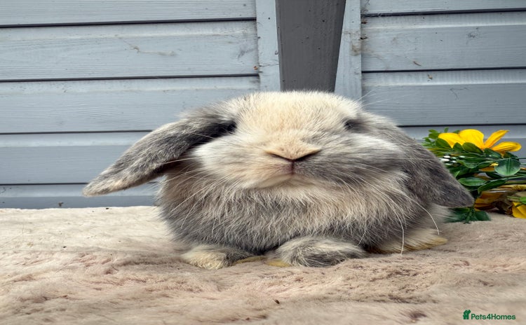 Mini Lop rabbits - Advert 6