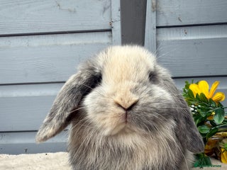Mini Lop rabbits - Advert 33
