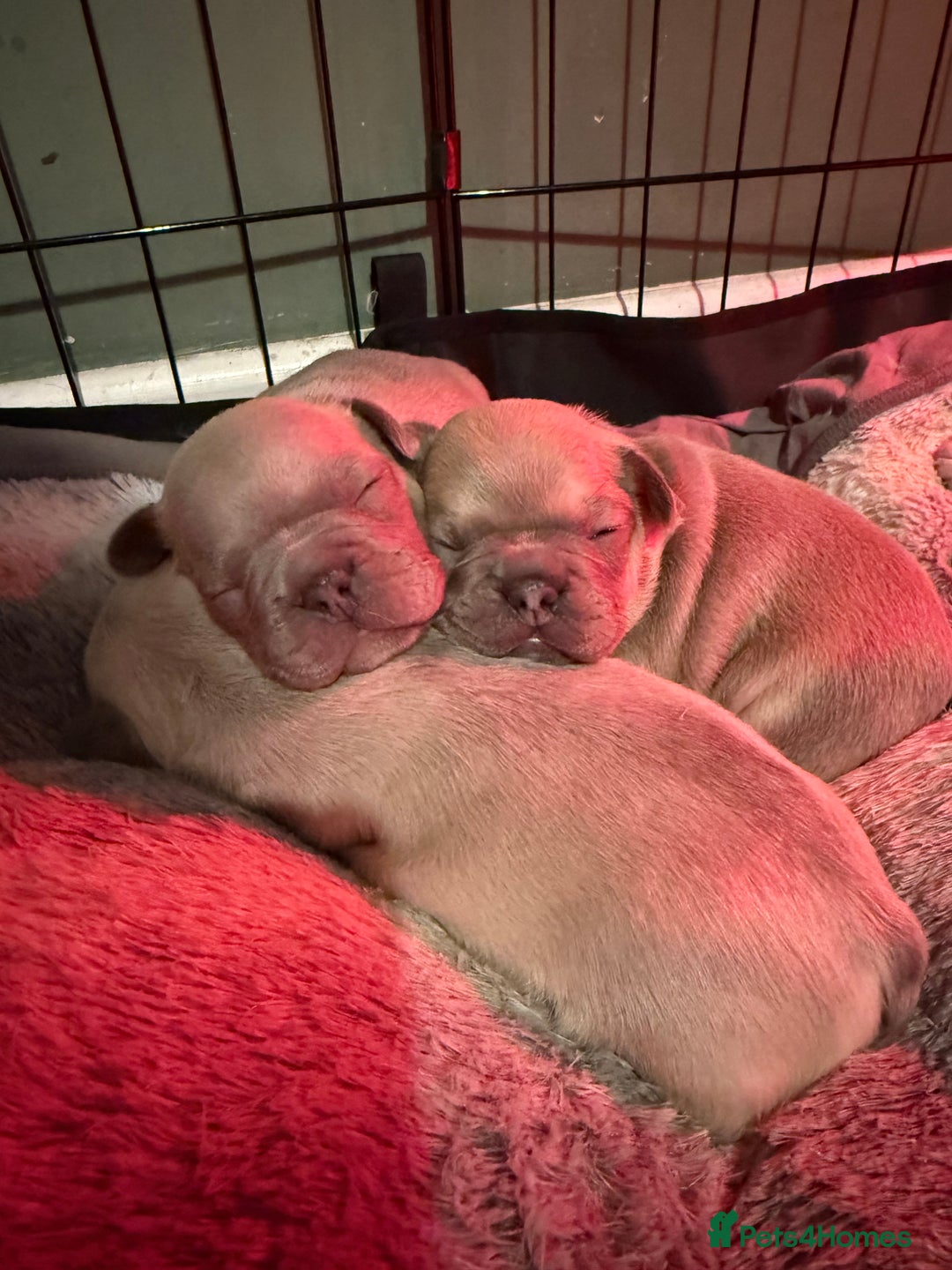 French Bulldog dogs for sale: French bull dog puppy’s  - Advert 7