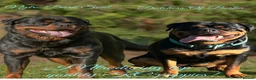 Rottweiler dogs for sale: ELITE KC REGISTERED GERMAN ROTTWEILER PUPPIES  - Advert 1