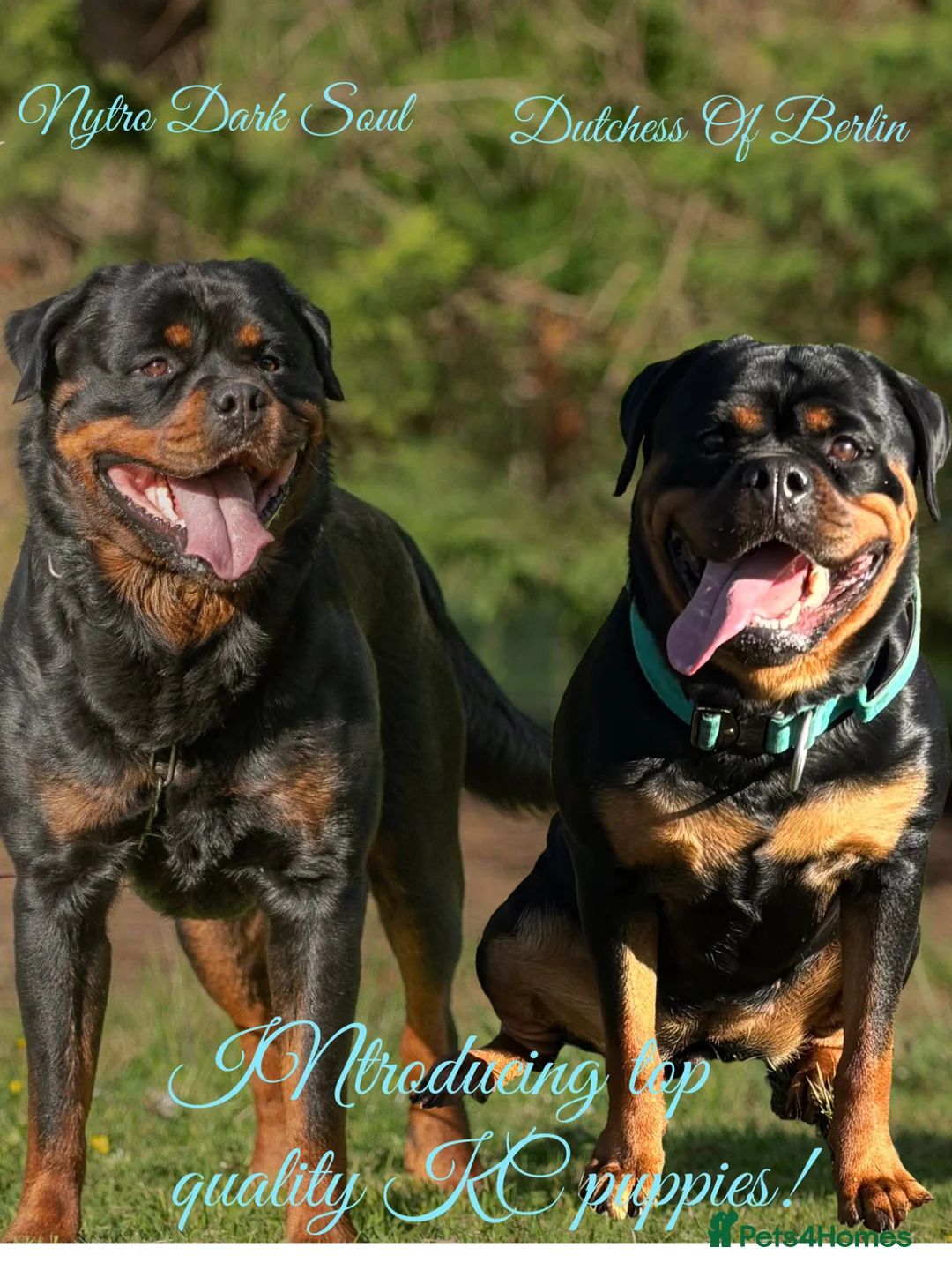Rottweiler dogs for sale: ELITE KC REGISTERED GERMAN ROTTWEILER PUPPIES  - Advert 1