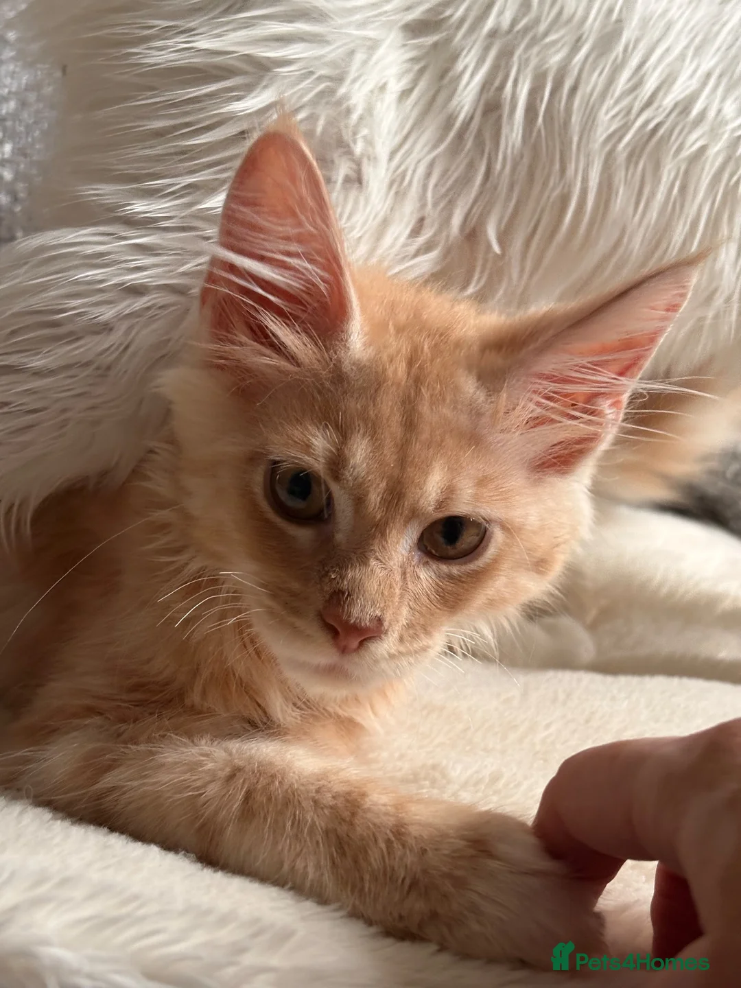 Maine Coon cats for sale: 🐾 Tica registered Maine coon kittens  - Advert 2
