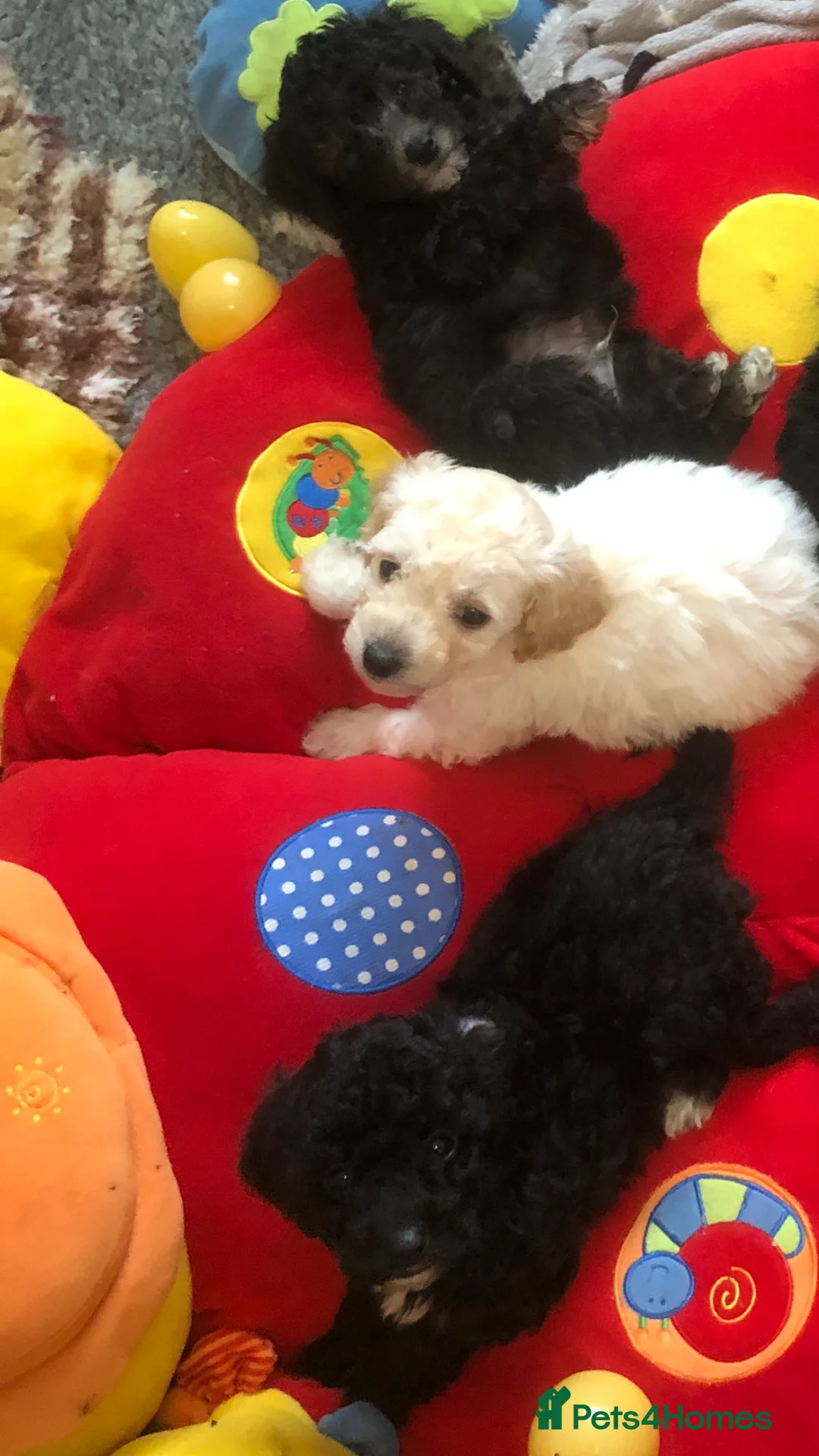 Miniature Poodle dogs for sale: stunning litter of pure bred miniature poodles - Advert 5