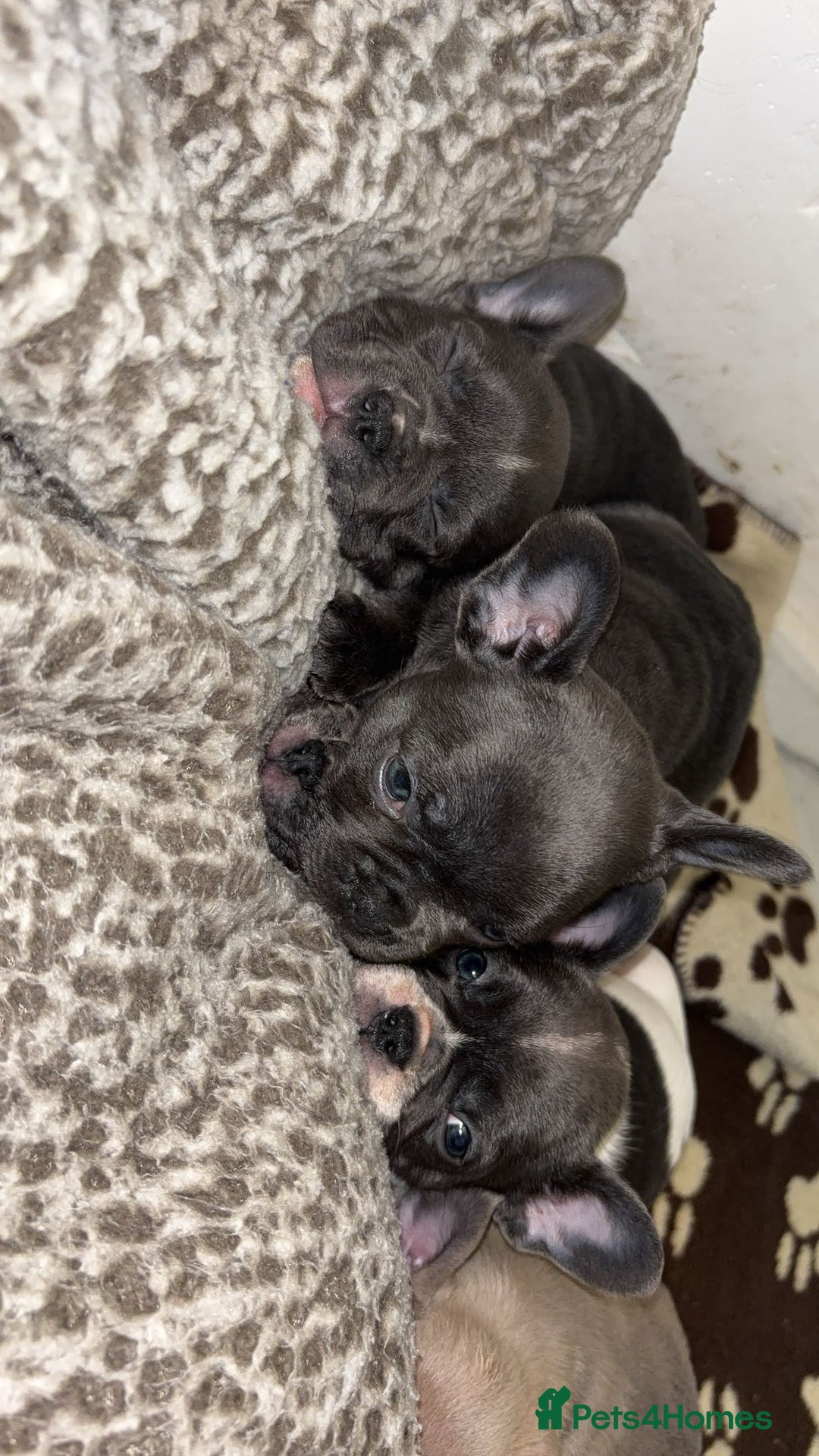 French Bulldog dogs for sale: French bulldog - Advert 5