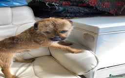 Border Terrier dogs for stud: MEET BODIE  in Maidstone - Image 6