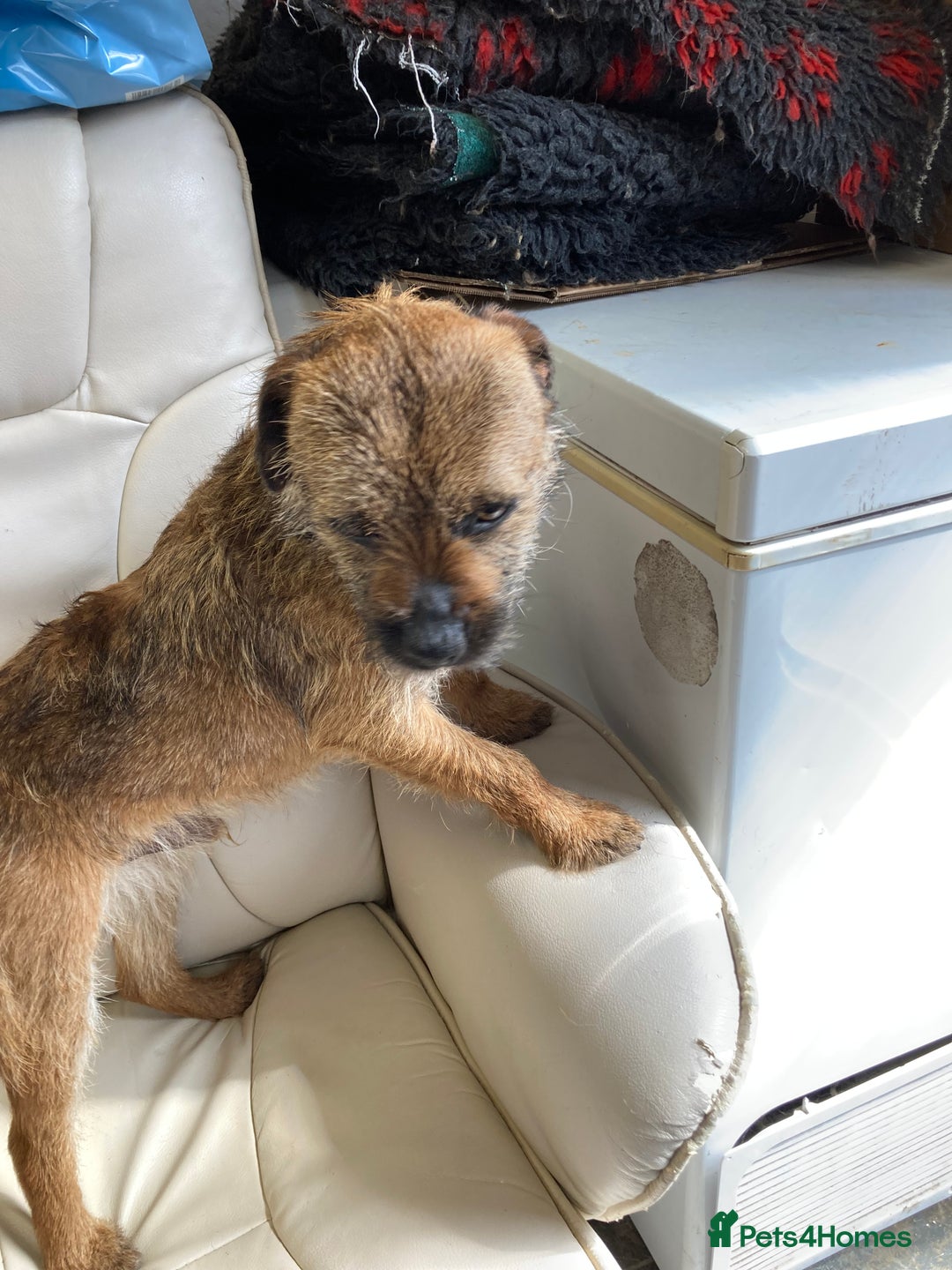 Border Terrier dogs for stud: MEET BODIE  in Maidstone - Image 6