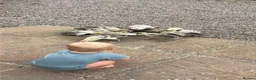 Ducks poultry for sale: 14 Indian Runner Duck Flock Looking for a New Home in Hereford - Advert 3