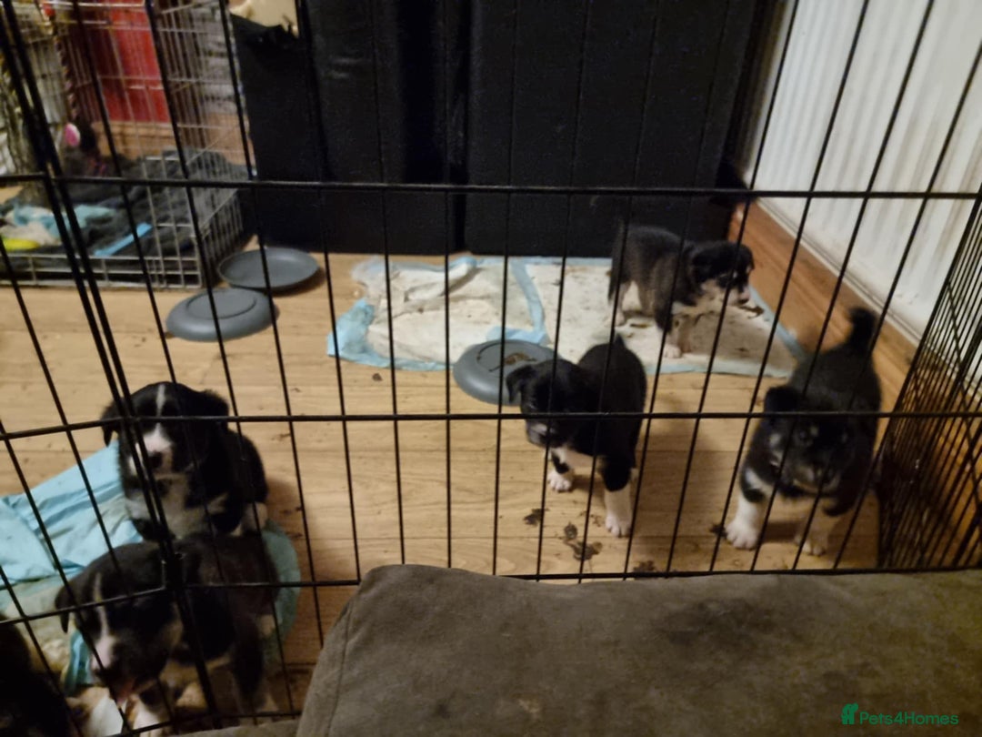 Mixed Breed dogs for sale: Husky mix Labrador  - Advert 8