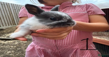 Mixed Breed rabbits - Advert 12
