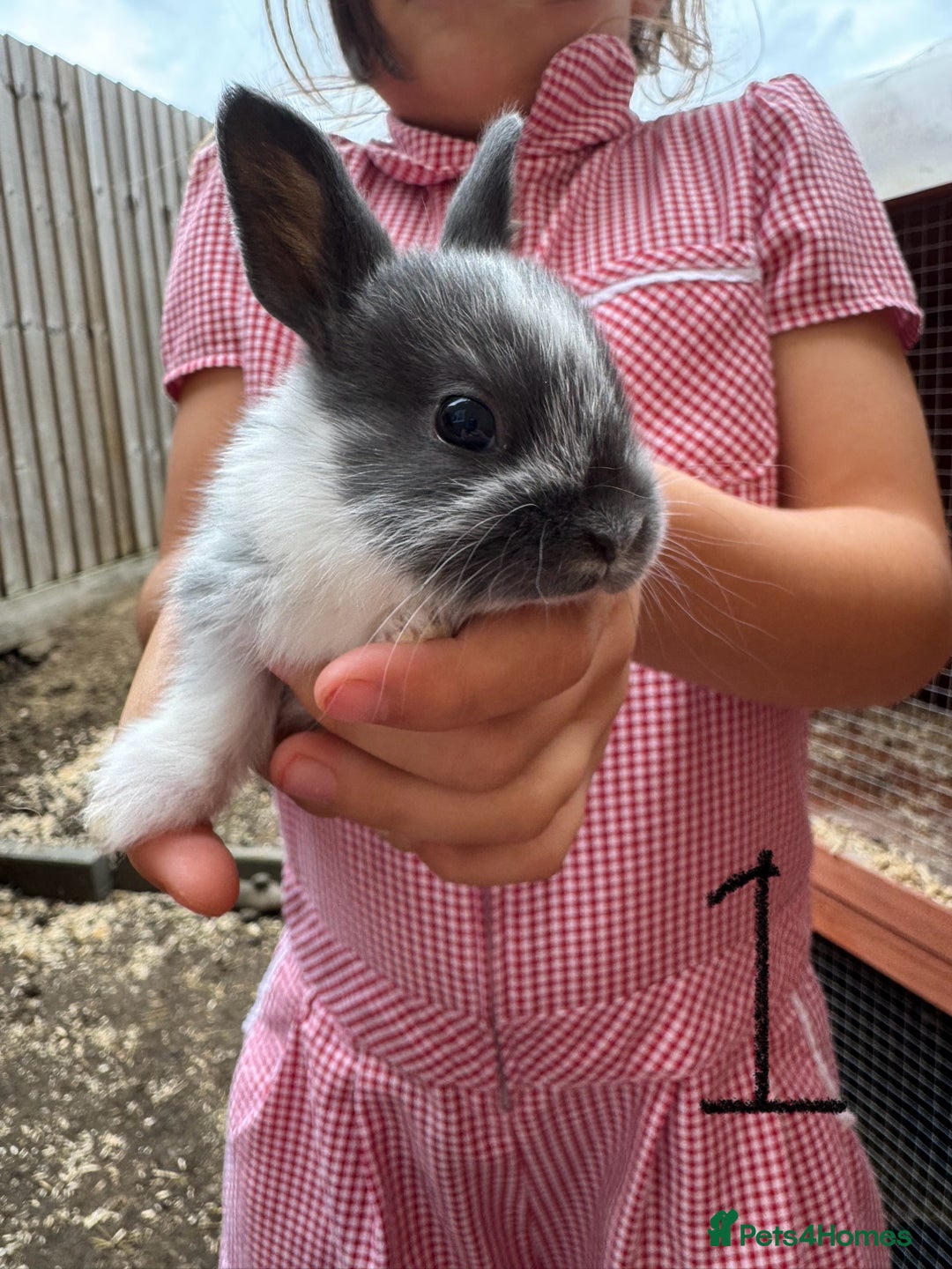 Mixed Breed rabbits for sale: Mixed breed baby bunnies  - Image 2