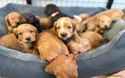 Cocker Spaniel dogs for sale: Kc reg cocker spaniels with 5 weeks insurance  - Advert 13