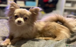 Pomchi dogs for sale: 3/4 Pomeranian 1/4 chihuahua  rainbow litter - Image 6
