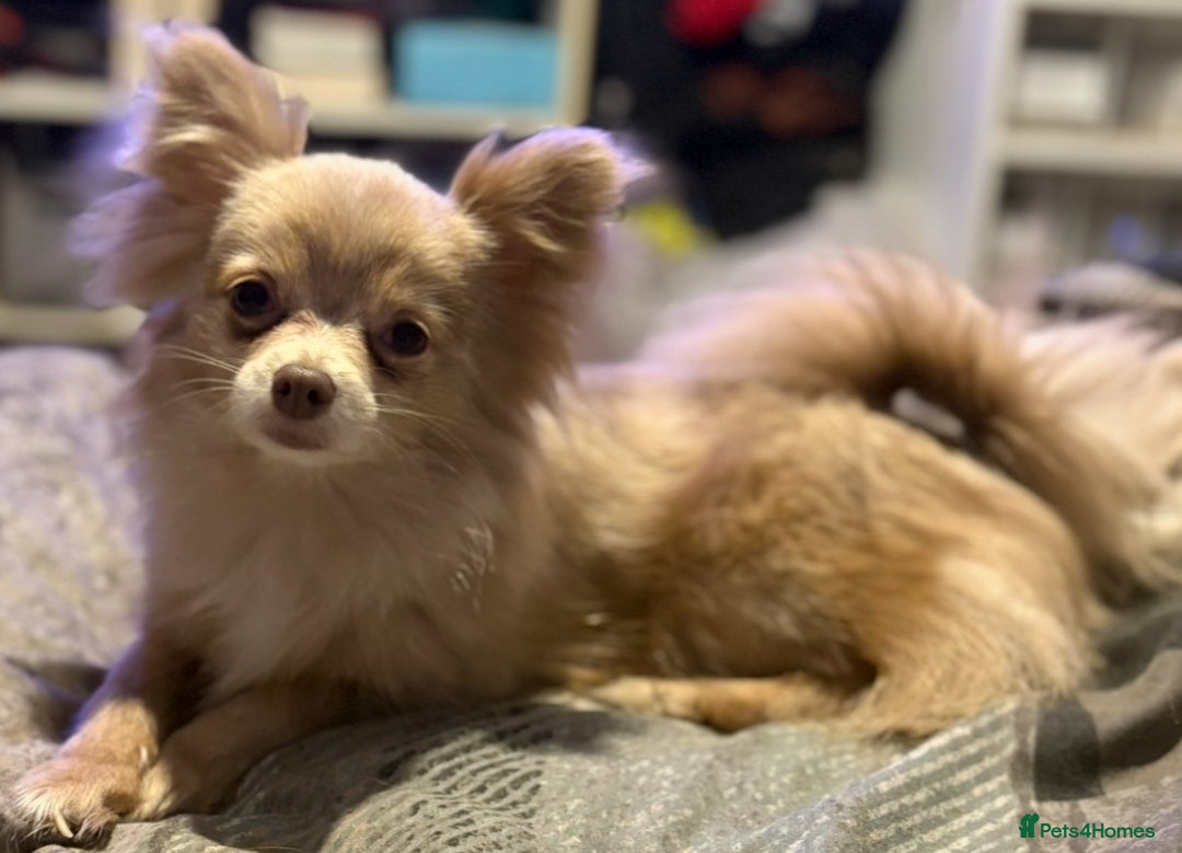Pomchi dogs for sale: 3/4 Pomeranian 1/4 chihuahua  rainbow litter - Image 6