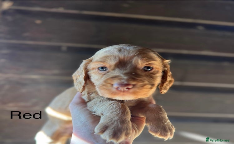 Cocker Spaniel dogs - Advert 1