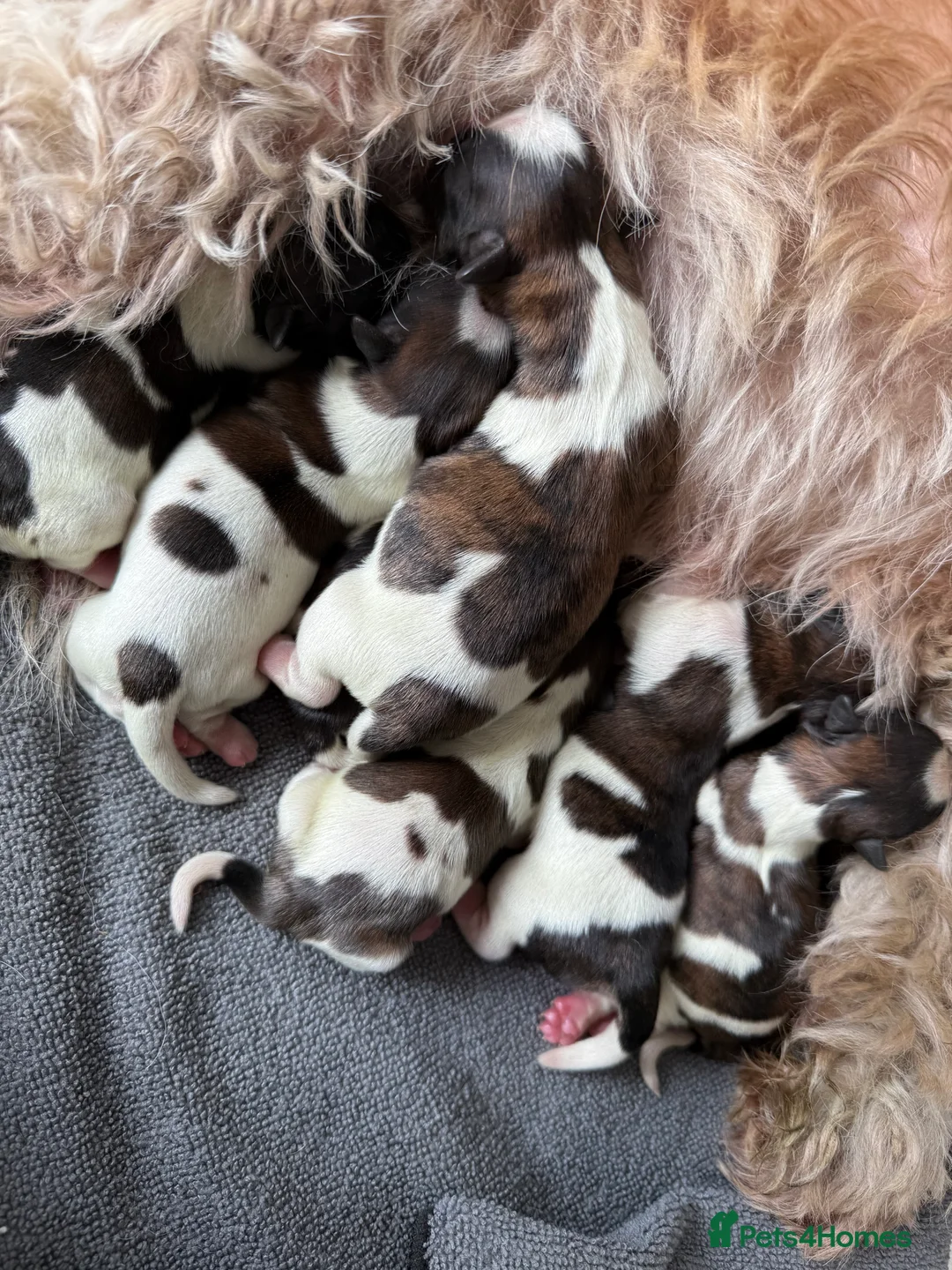 Shih Tzu dogs for sale: Purebred Shih Tzu Puppies Looking for Loving Homes - Advert 6