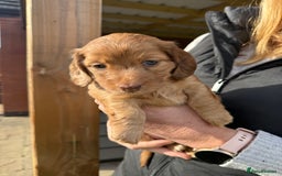 Miniature Dachshund dogs for sale: Miniature dachshund - Image 2