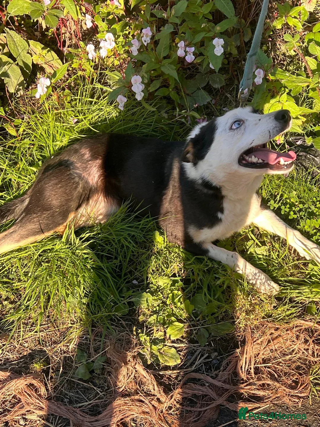 Border Collie dogs for sale: Friendly border collie for sale  in Dolgellau - Advert 2