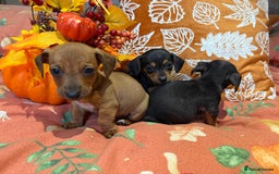 Dachshund dogs for sale: Dachshund puppies - Image 3