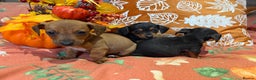 Dachshund dogs for sale: Dachshund puppies - Advert 3