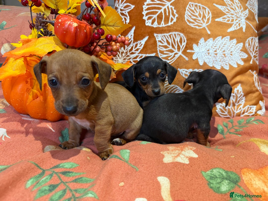 Dachshund dogs for sale: Dachshund puppies - Image 3