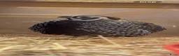 Quail poultry for sale: Pairs of Mearns Quails  - Advert 3