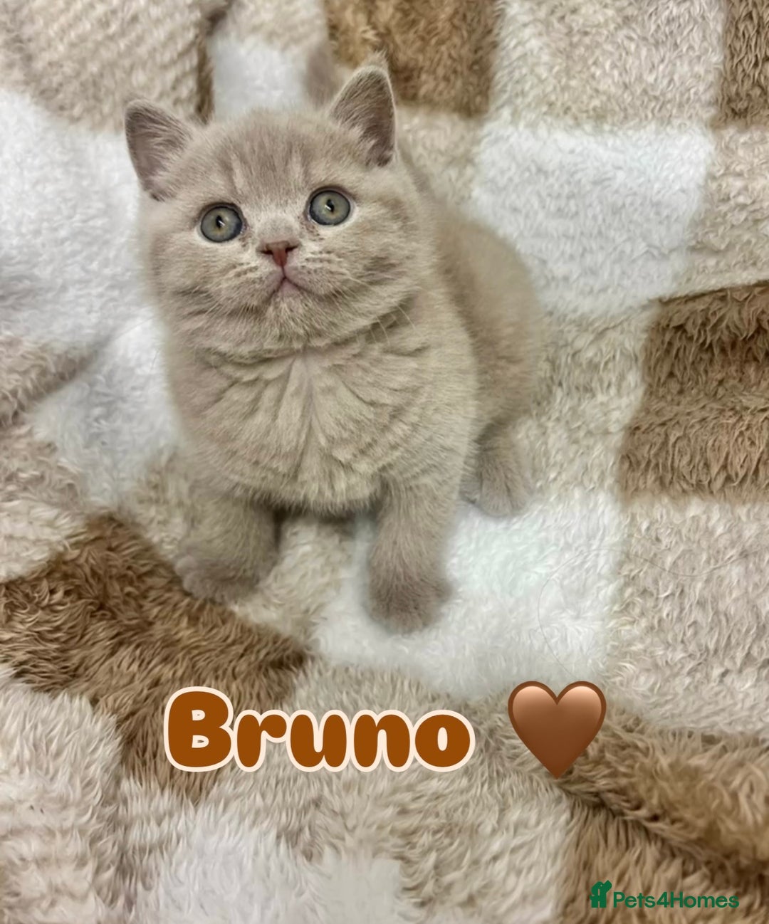 British Shorthair cats for sale: GCCF British Shorthair for Sale - Advert 2