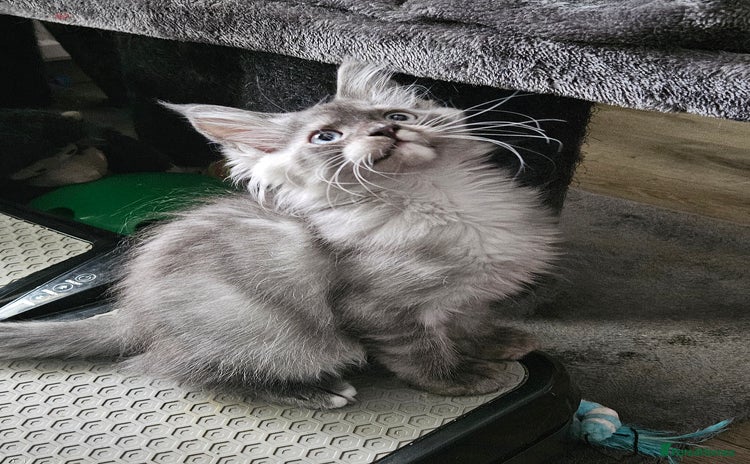 Maine Coon cats - Advert 10
