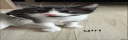 Mixed Breed cats for sale: Beautiful kittens looking for home ❤️ - Advert 9
