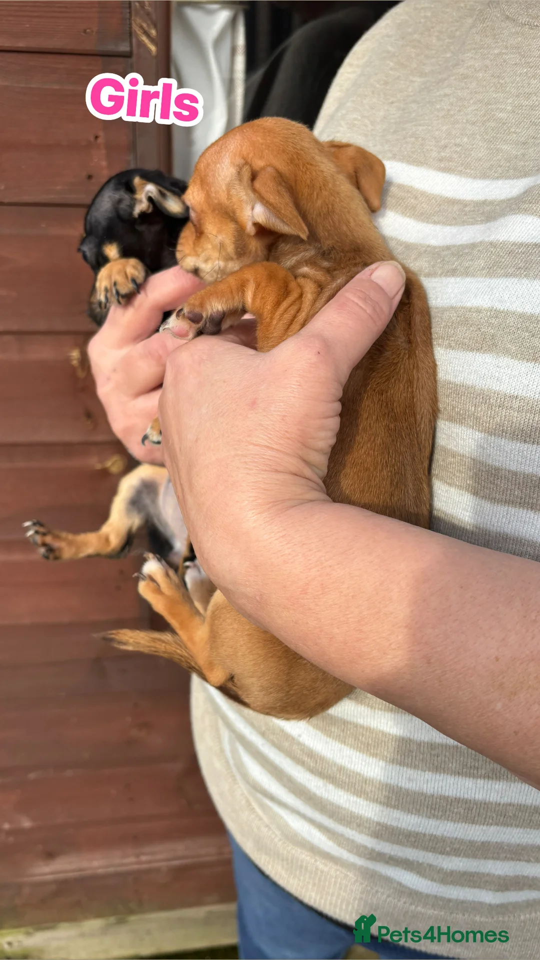 Jack Chi dogs for sale: Jack Chi’s  - Advert 5