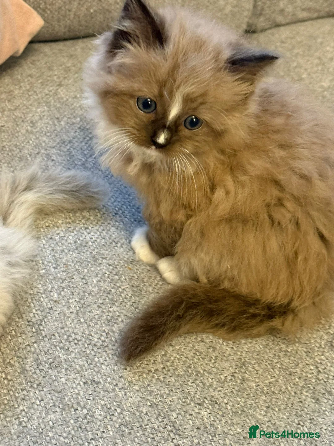 Ragdoll cats for sale: Seal sepia female full ragdoll - Advert 2