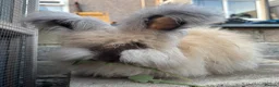 Angora rabbits for sale: English Angoras  - Advert 3