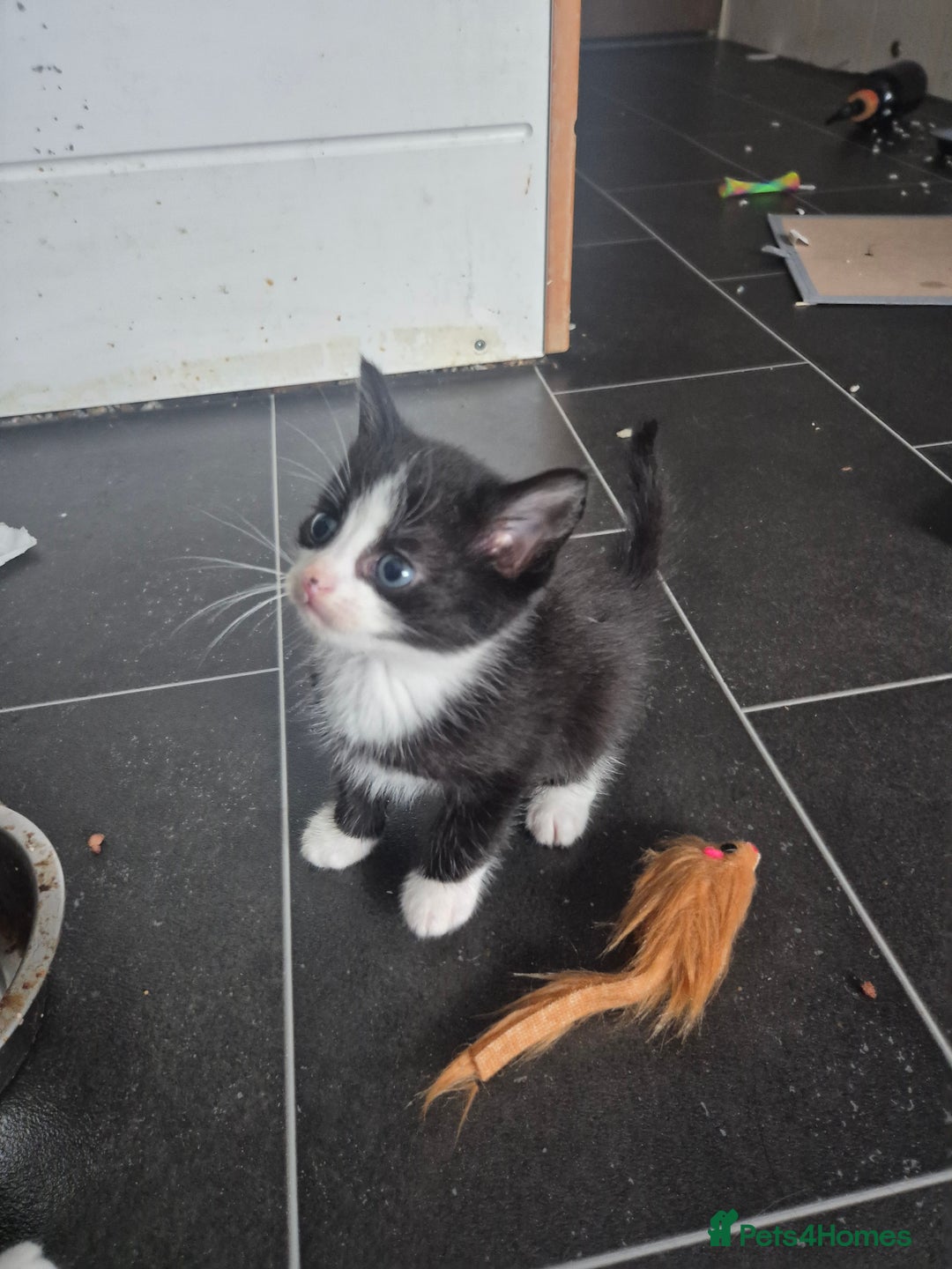 Mixed Breed cats for sale: gorgeous and very cuddley girls  - Image 3