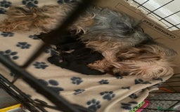 Yorkshire Terrier dogs for sale: 4 beautiful Yorkshire terrier pups  - Image 12